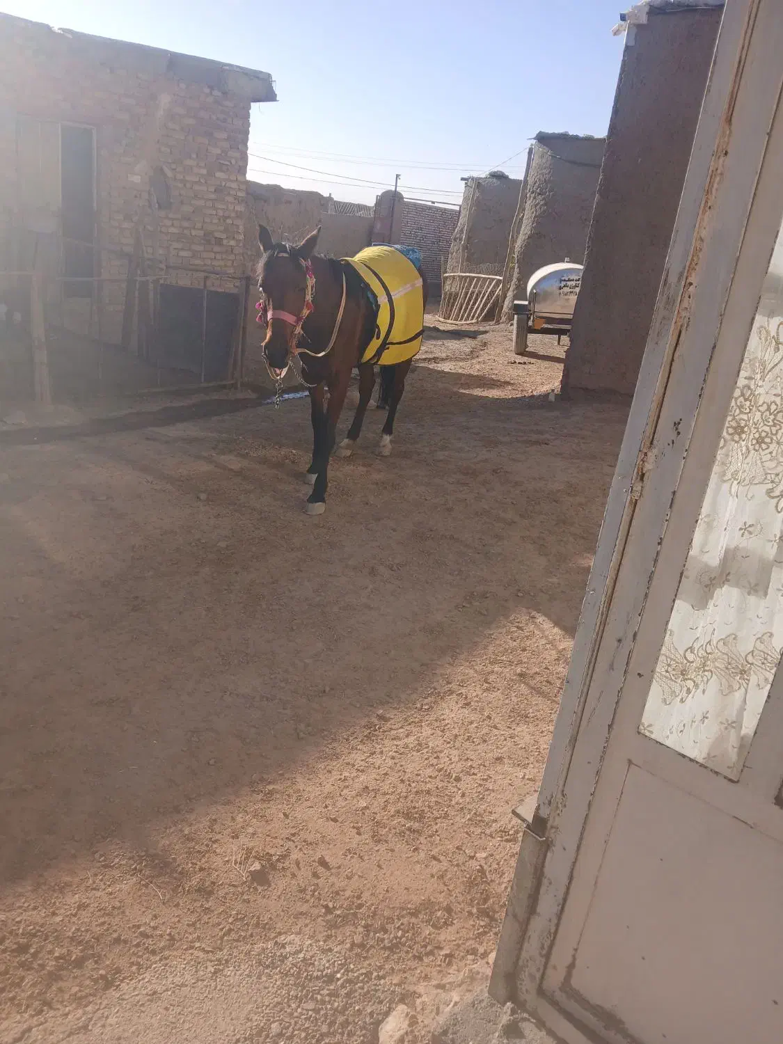 اسب|اسب و تجهیزات اسب‌سواری|شیرین‌سو, |دیوار