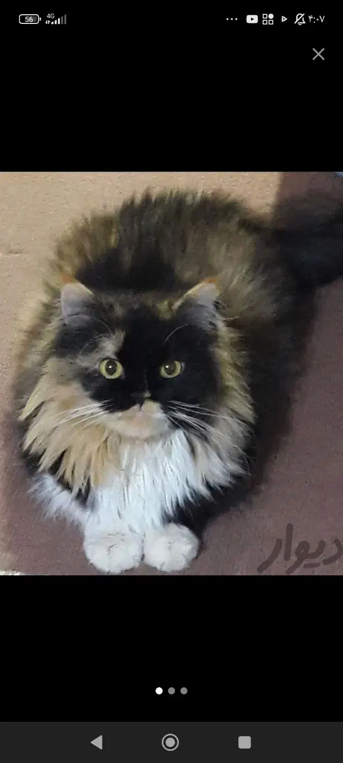 گربه پرشین ماده دارای شناسنامه پزشکی کاملآ دستی|گربه|بندر گناوه, |دیوار