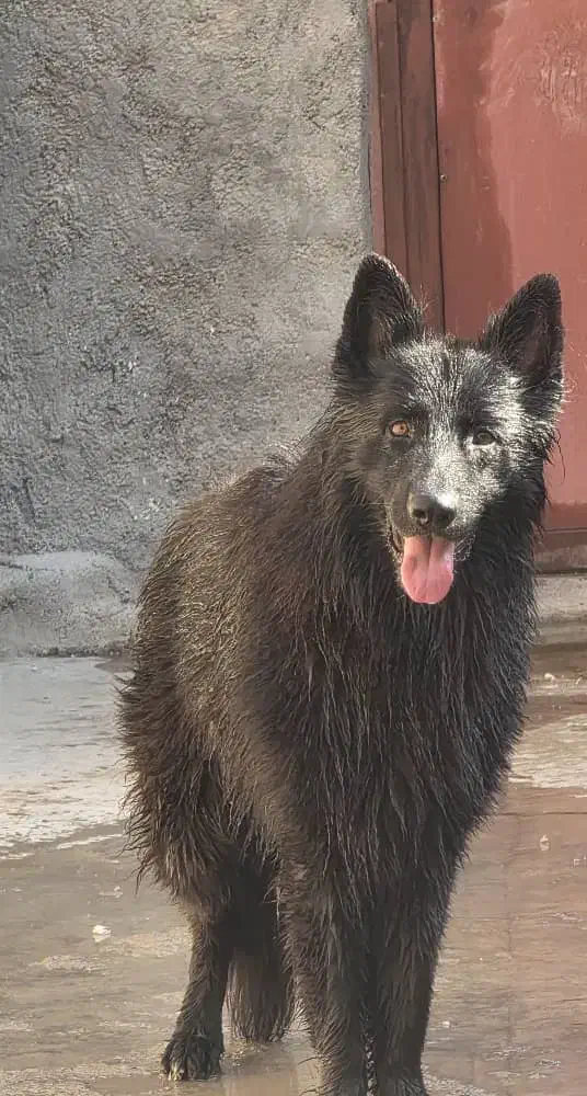 سگ ژرمن بلک شولاین|سگ|مشهد, حرم مطهر رضوی|دیوار