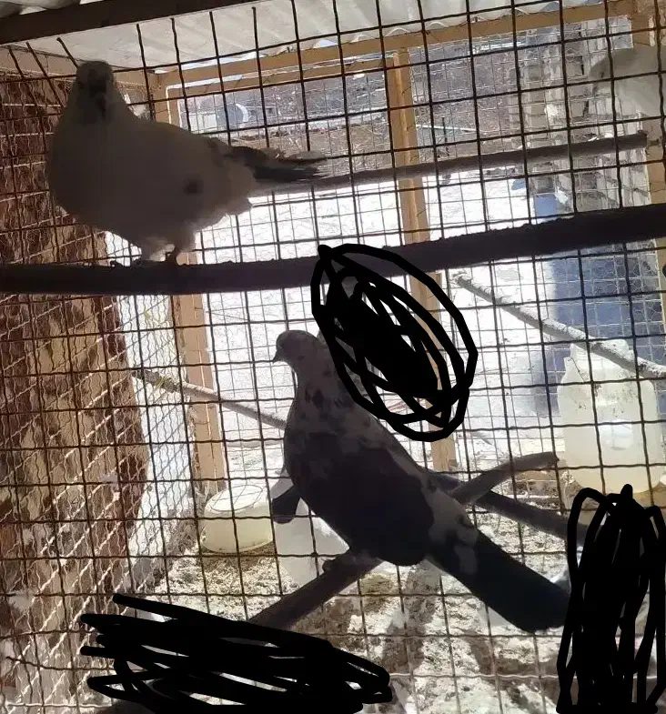 کبوتر|پرنده|خوانسار, |دیوار