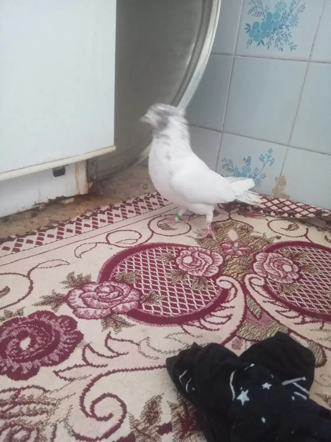 شکار شماره موبایل|پرنده|مهریز, |دیوار