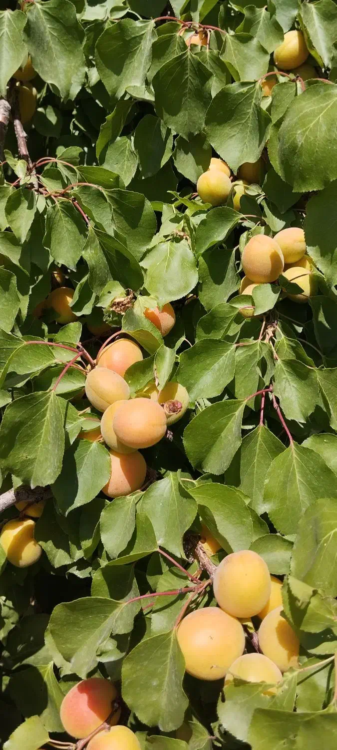 باغ در سعیداباد|فروش دفتر صنعتی، کشاورزی، تجاری|گلپایگان, |دیوار