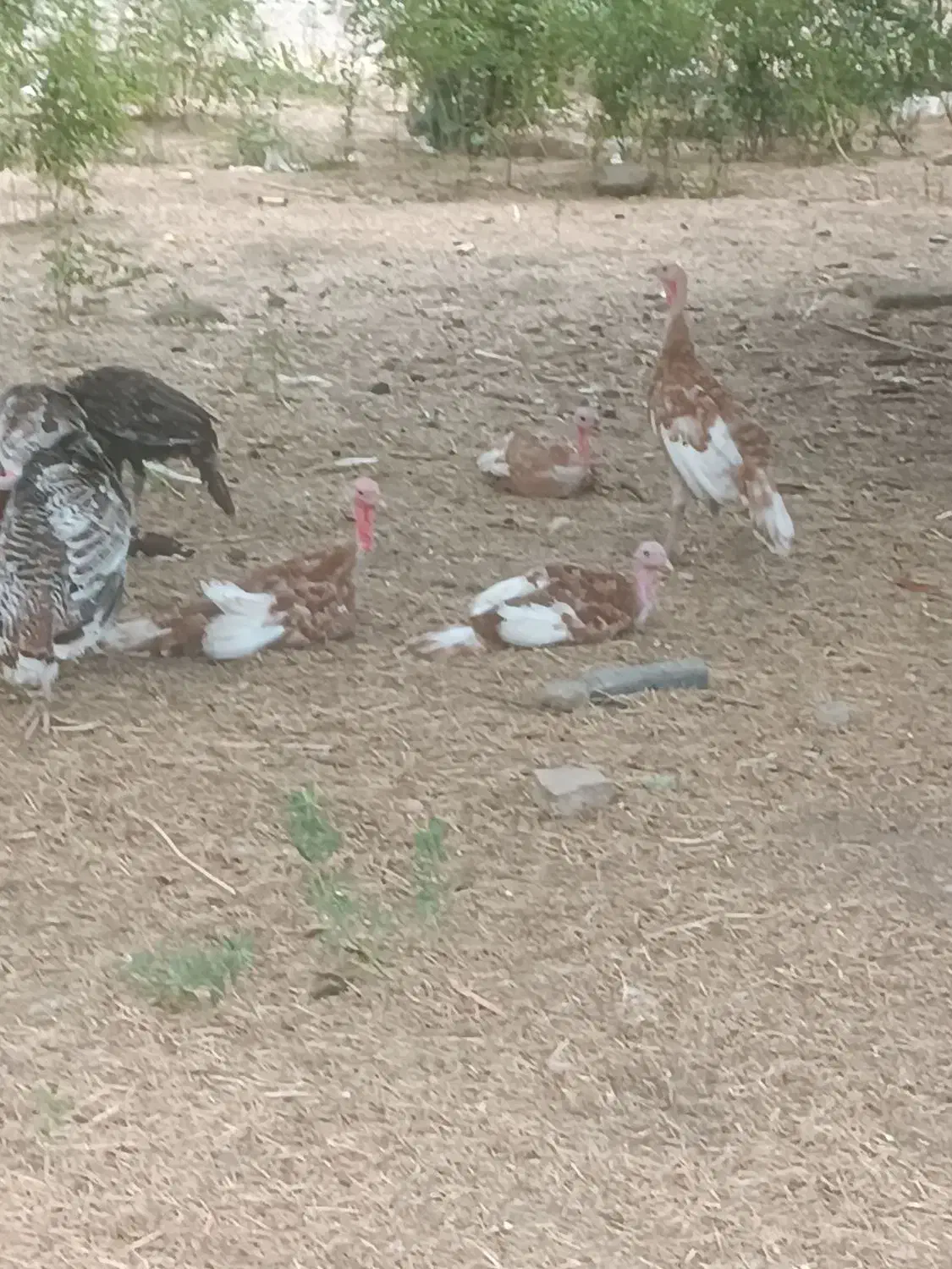 فروش بوقلمون ۵ماهه|حیوانات مزرعه|خدا آفرین, |دیوار