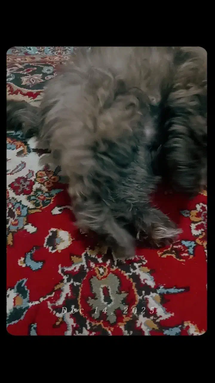 سگ شیتزو فلت ماده|سگ|مشهد, امام خمینی|دیوار