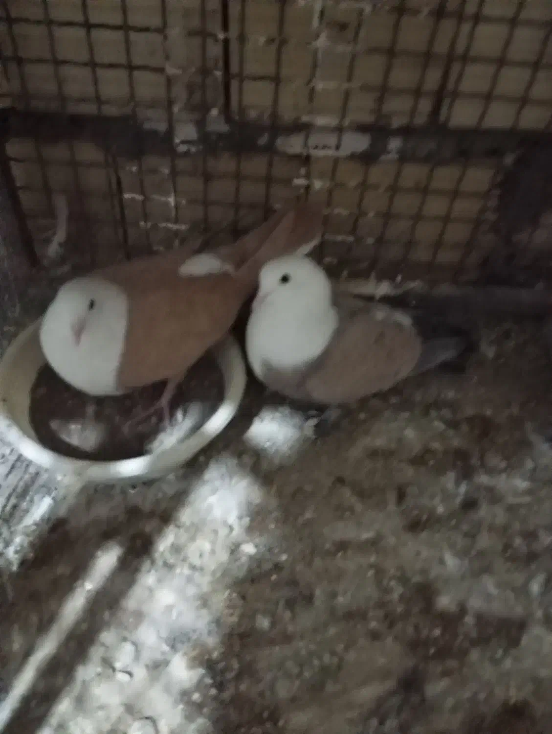 کفتر سرسفید|پرنده|سیرجان, |دیوار