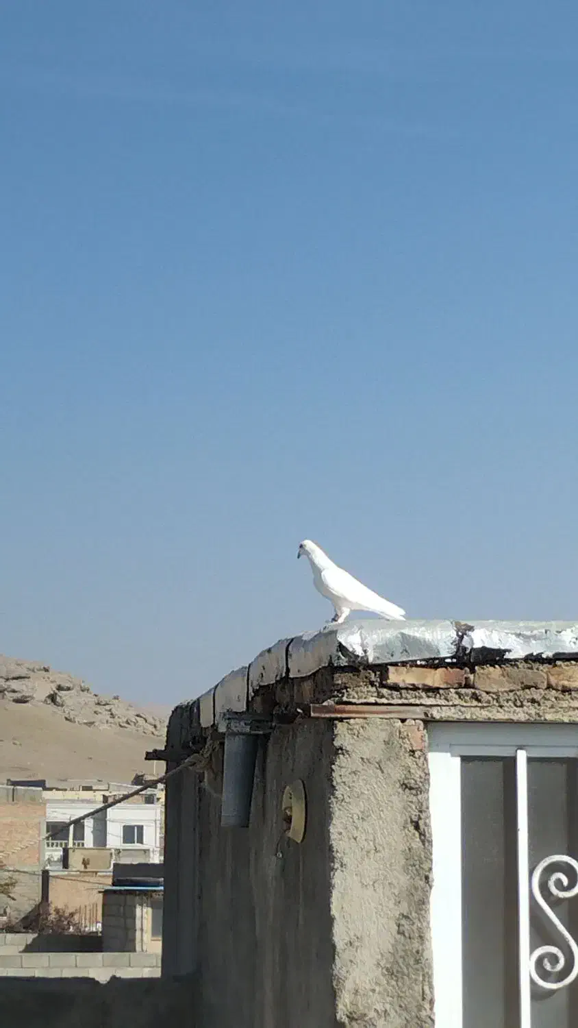 کبوتر فروشی|پرنده|شاهین دژ, |دیوار