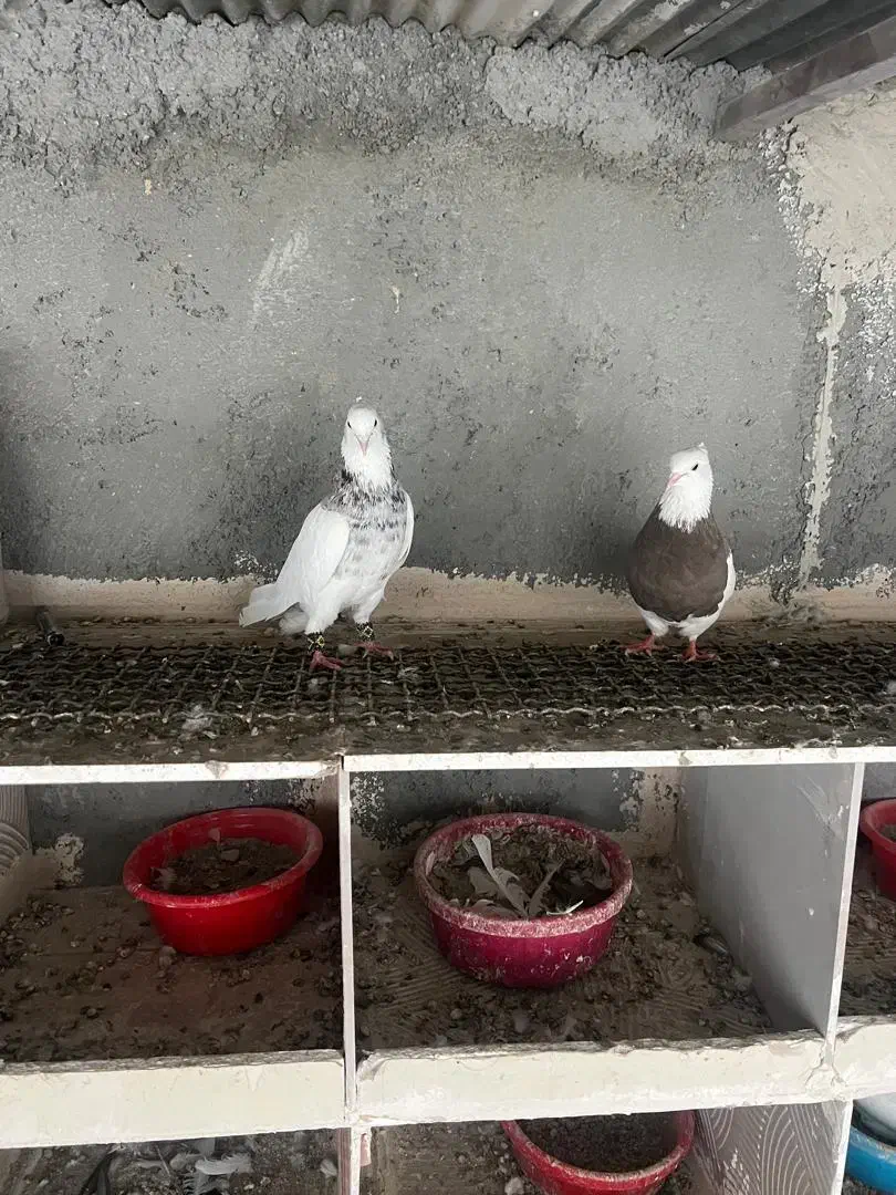 کبوتر طوقی|پرنده|تبریز, |دیوار