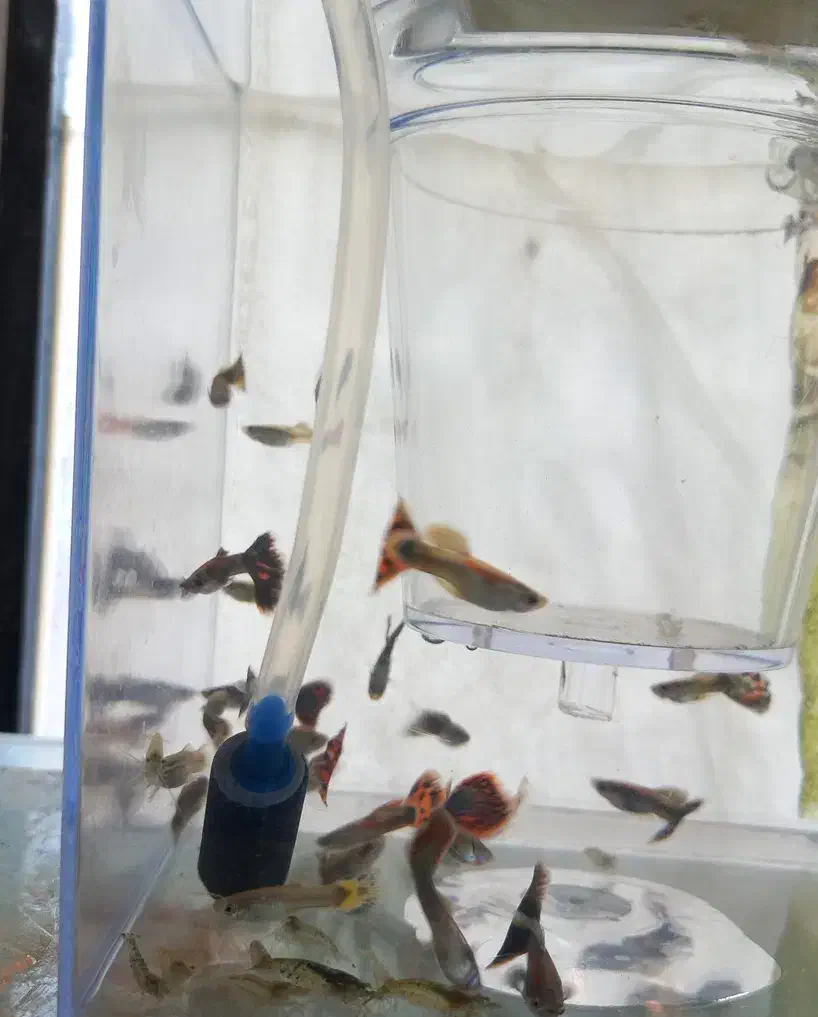 ماهی گوپی نر|ماهی|بناب, |دیوار