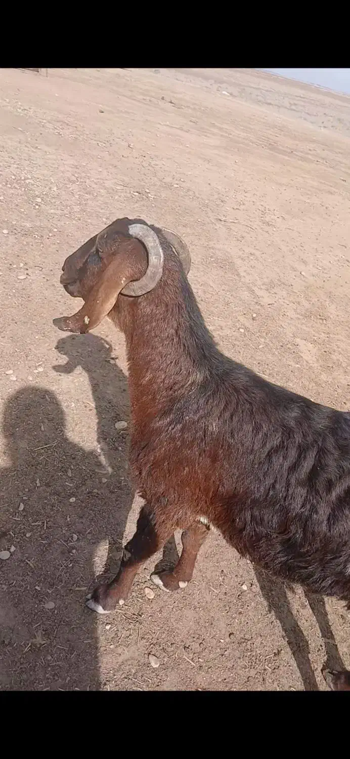 بز ماده|حیوانات مزرعه|شادگان, |دیوار