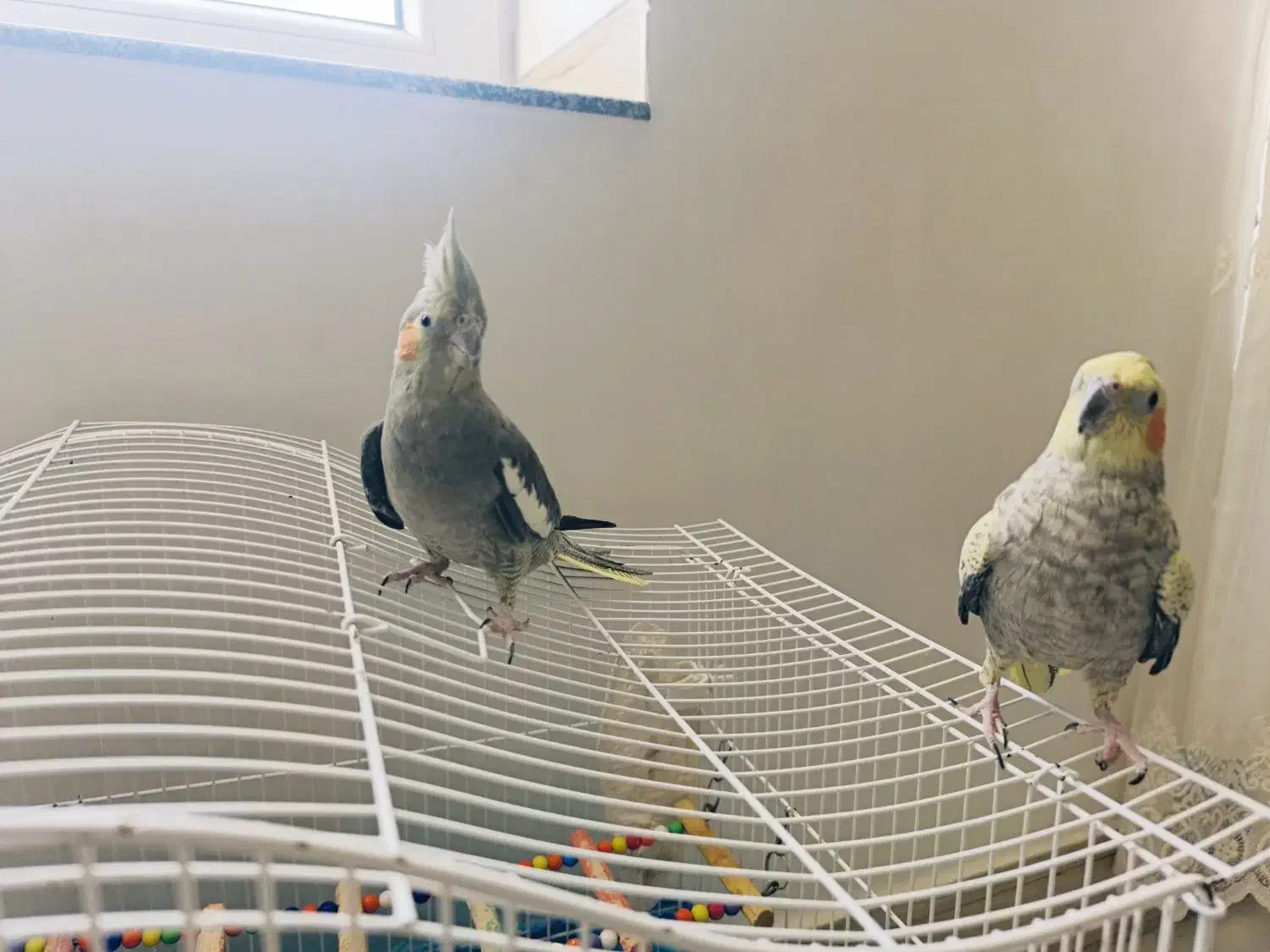 عروس هلندی با قفس|پرنده|نقده, |دیوار