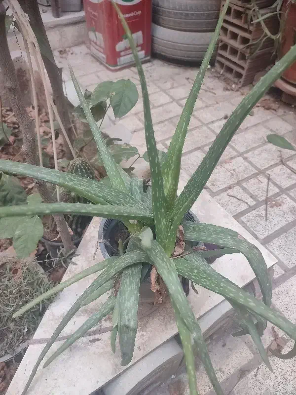 آلوئه ورا|گل و گیاه طبیعی|پاکدشت, پاکدشت (مامازند)|دیوار