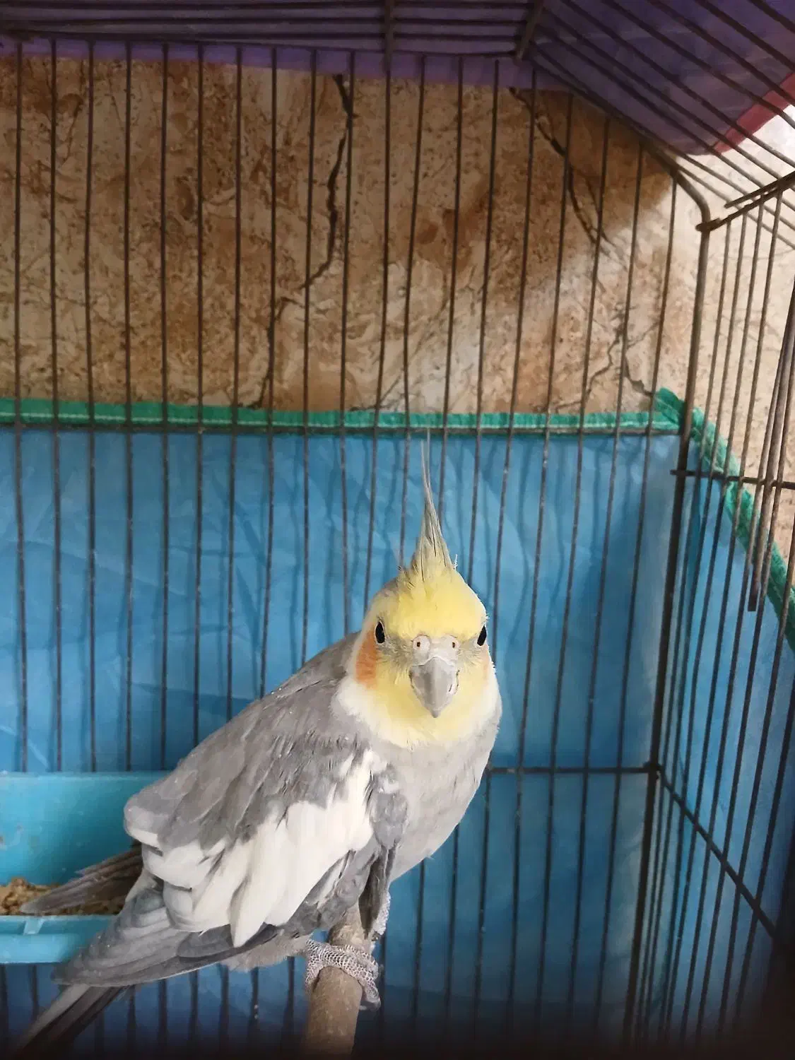 جفت عروس هلندی تخم جوجه ای|پرنده|کرمان, |دیوار