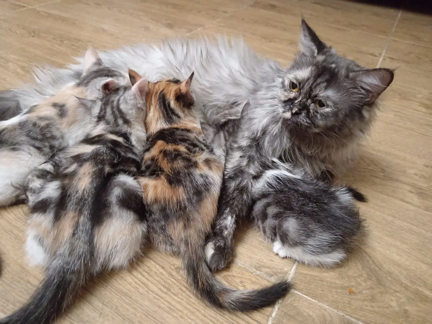 4 عدد بچه گربه پرشین رنگارنگ|گربه|کرج, شهرک بنفشه|دیوار