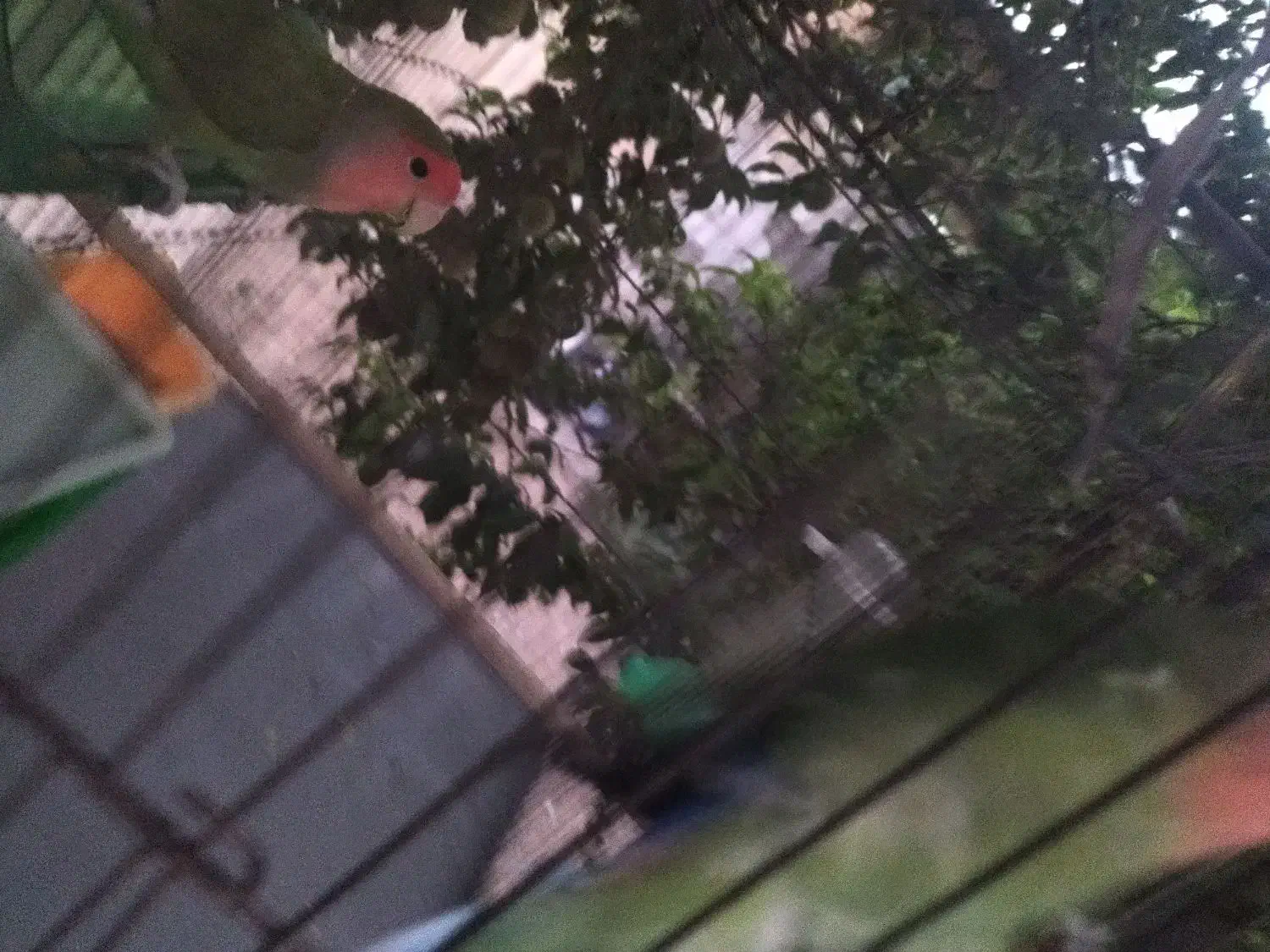 طوطی جفت مولد قیمت1تومن|پرنده|کرمانشاه, |دیوار