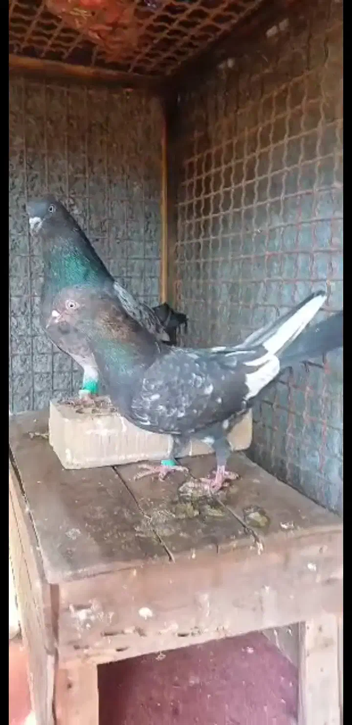 کبوتر تاپ جفت درجه یک|پرنده|شوش, |دیوار