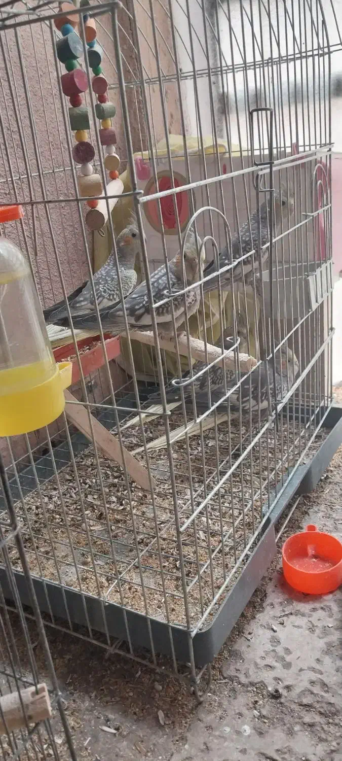 پرنده . فروشی|پرنده|محمدیه-قزوین, |دیوار