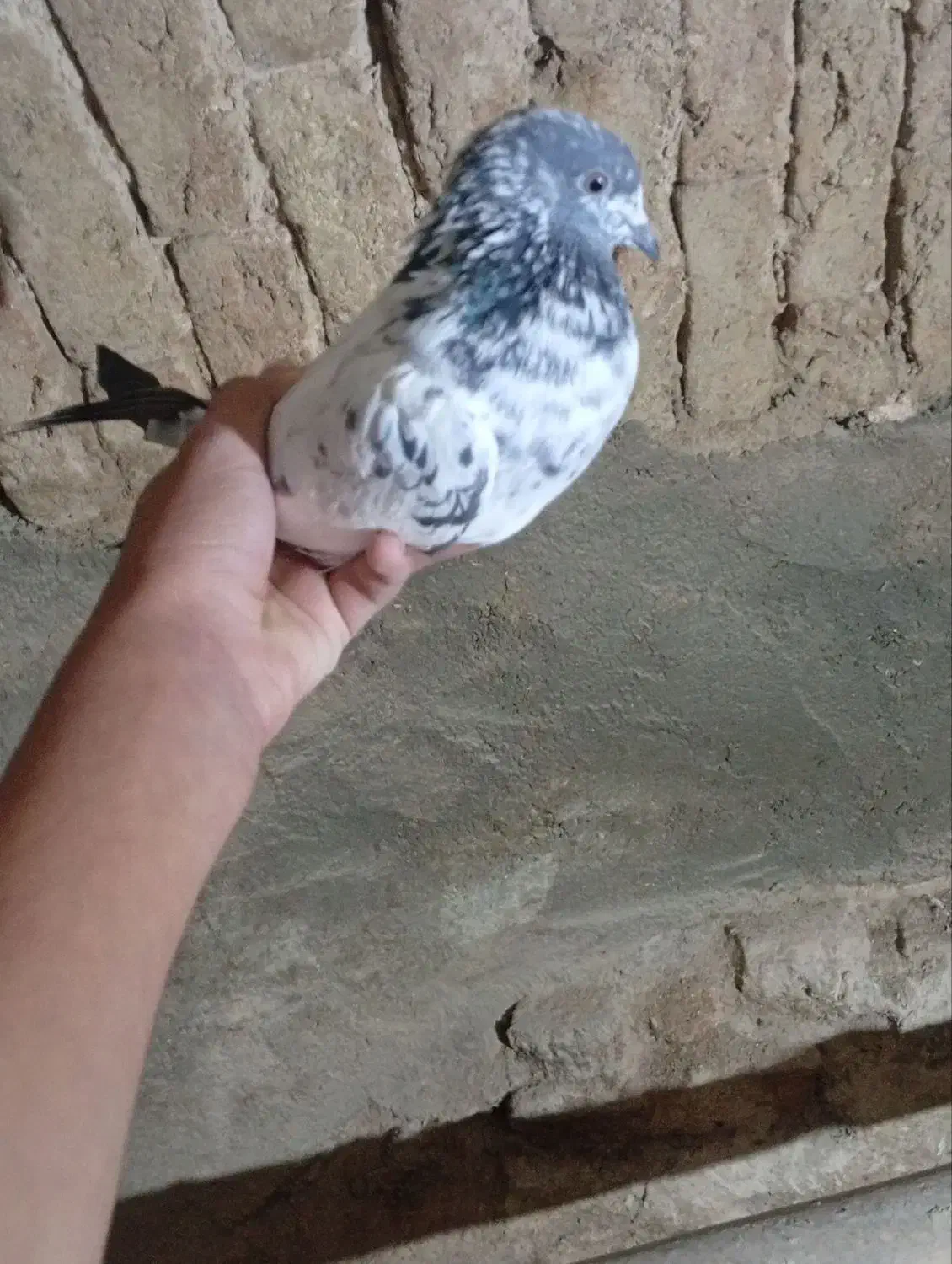 کبوتر ماده|پرنده|سریش آباد, |دیوار