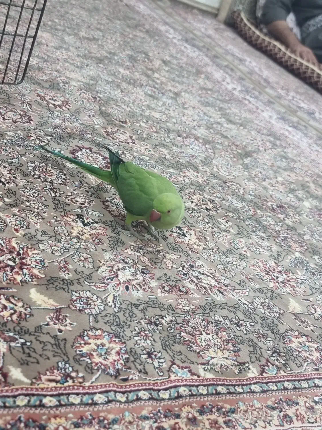 معاوضه|پرنده|اشنویه, |دیوار