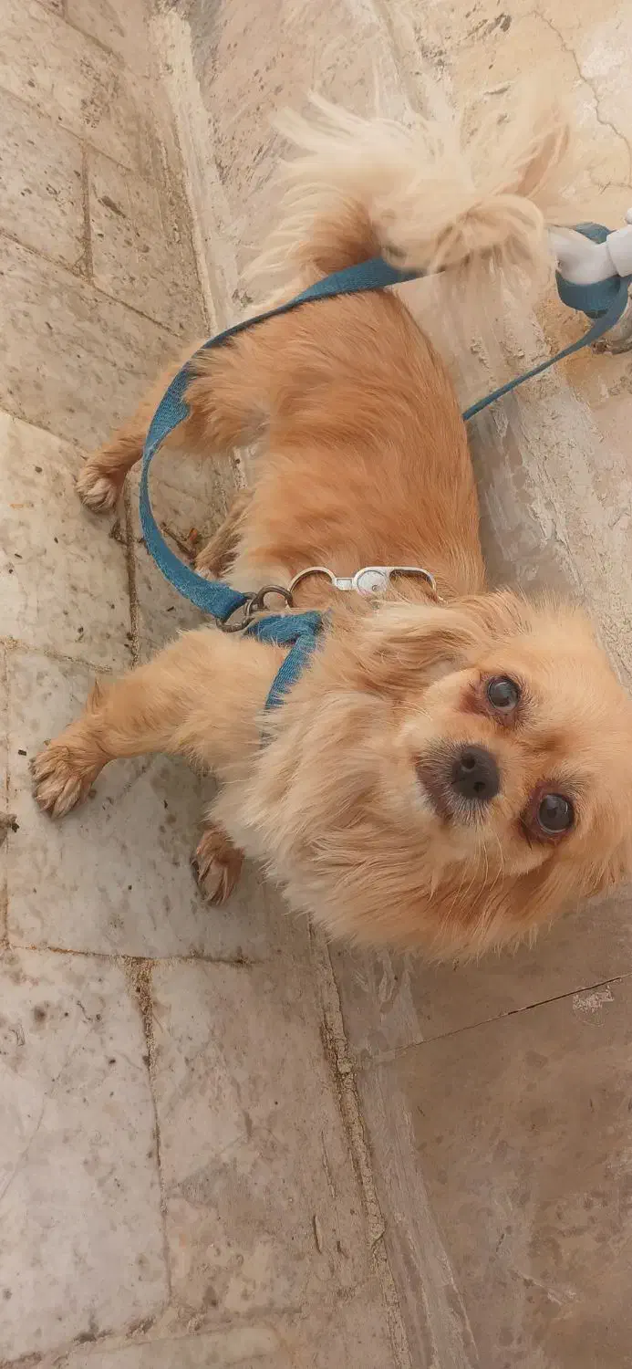 واگذاری سگ .|سگ|اسلامآباد غرب, |دیوار