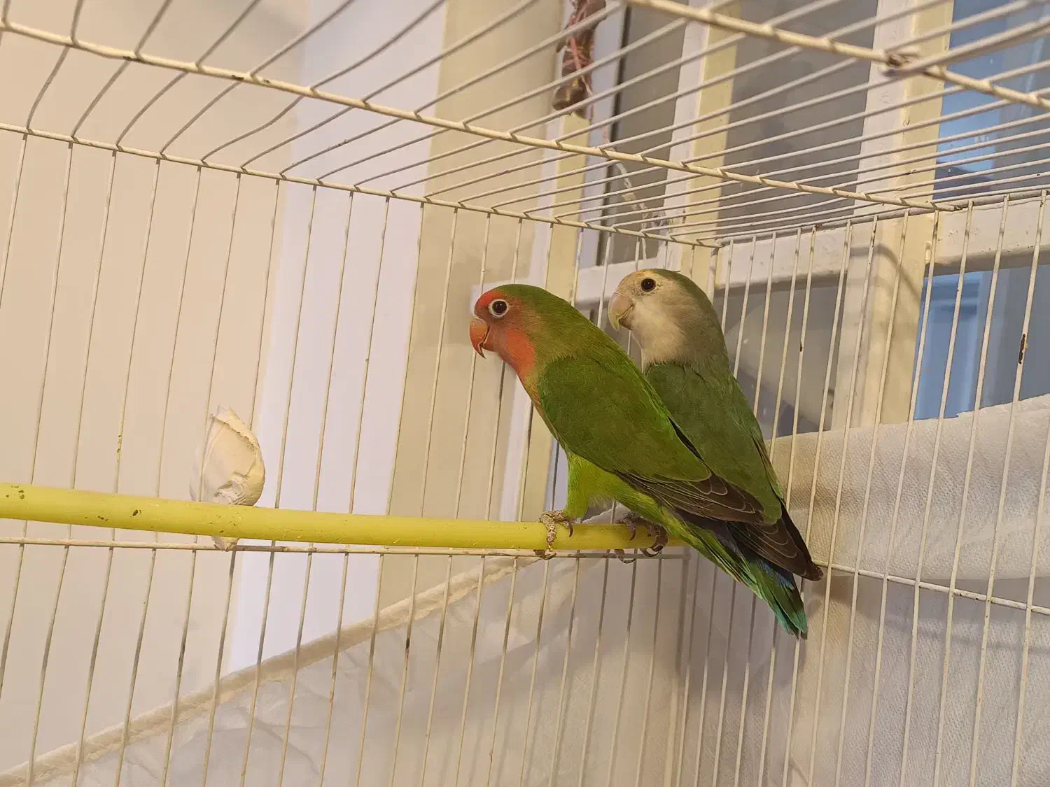 کوتوله بشرط تخم|پرنده|تایباد, |دیوار