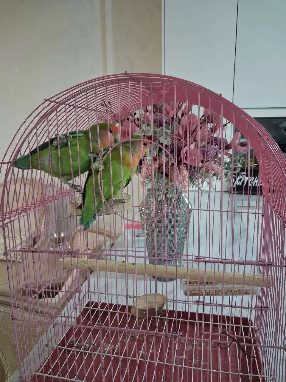 کوتوله برزیلی|پرنده|بروجرد, |دیوار