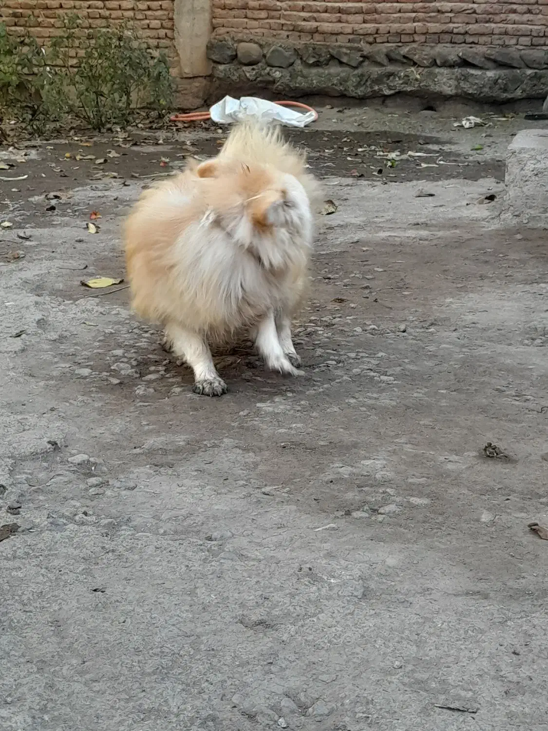 پاکوتاه حرف گوش کن|سگ|اردبیل, |دیوار