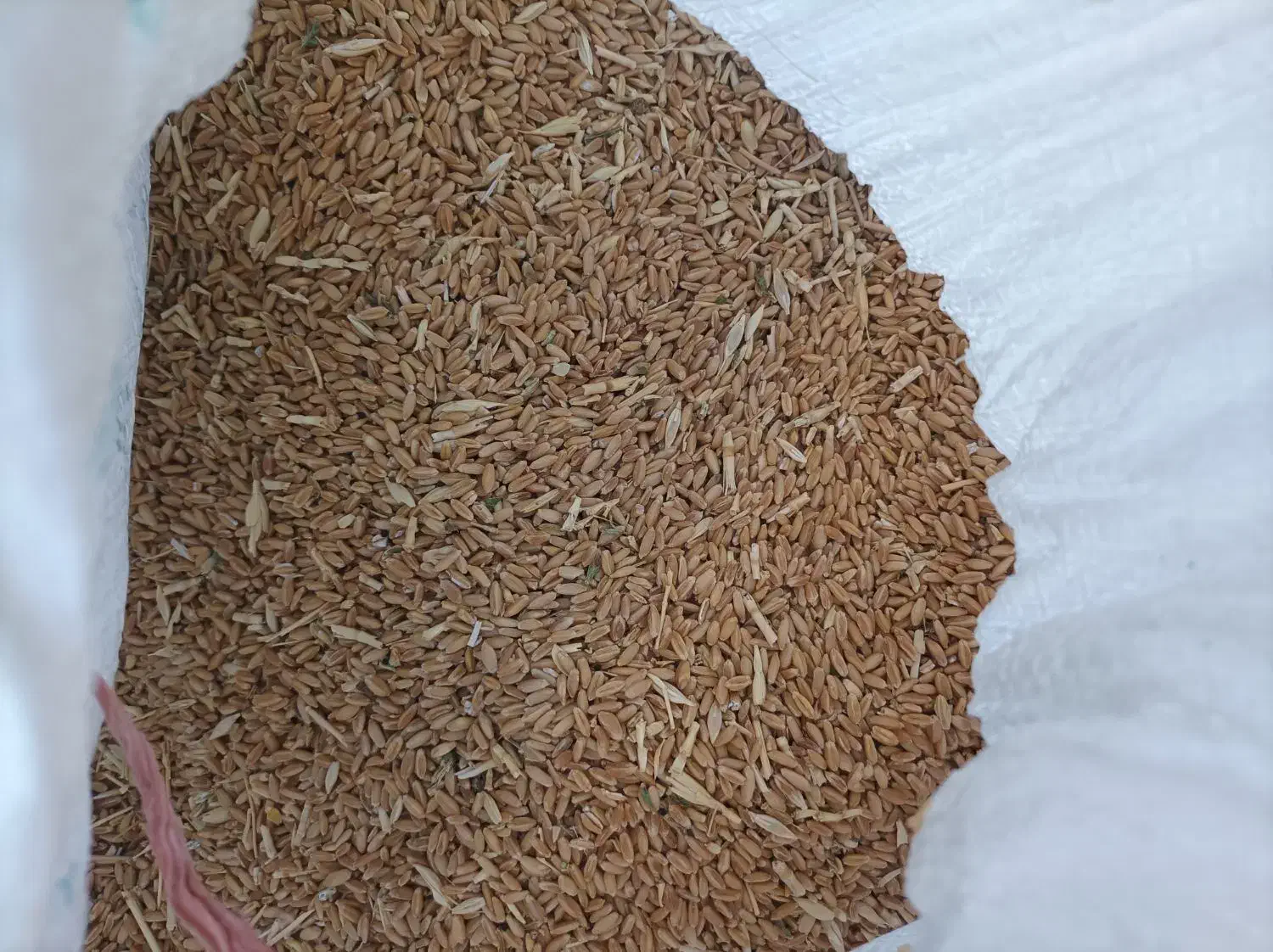 گندم دیم|عمده‌فروشی|محمدیه-قزوین, |دیوار