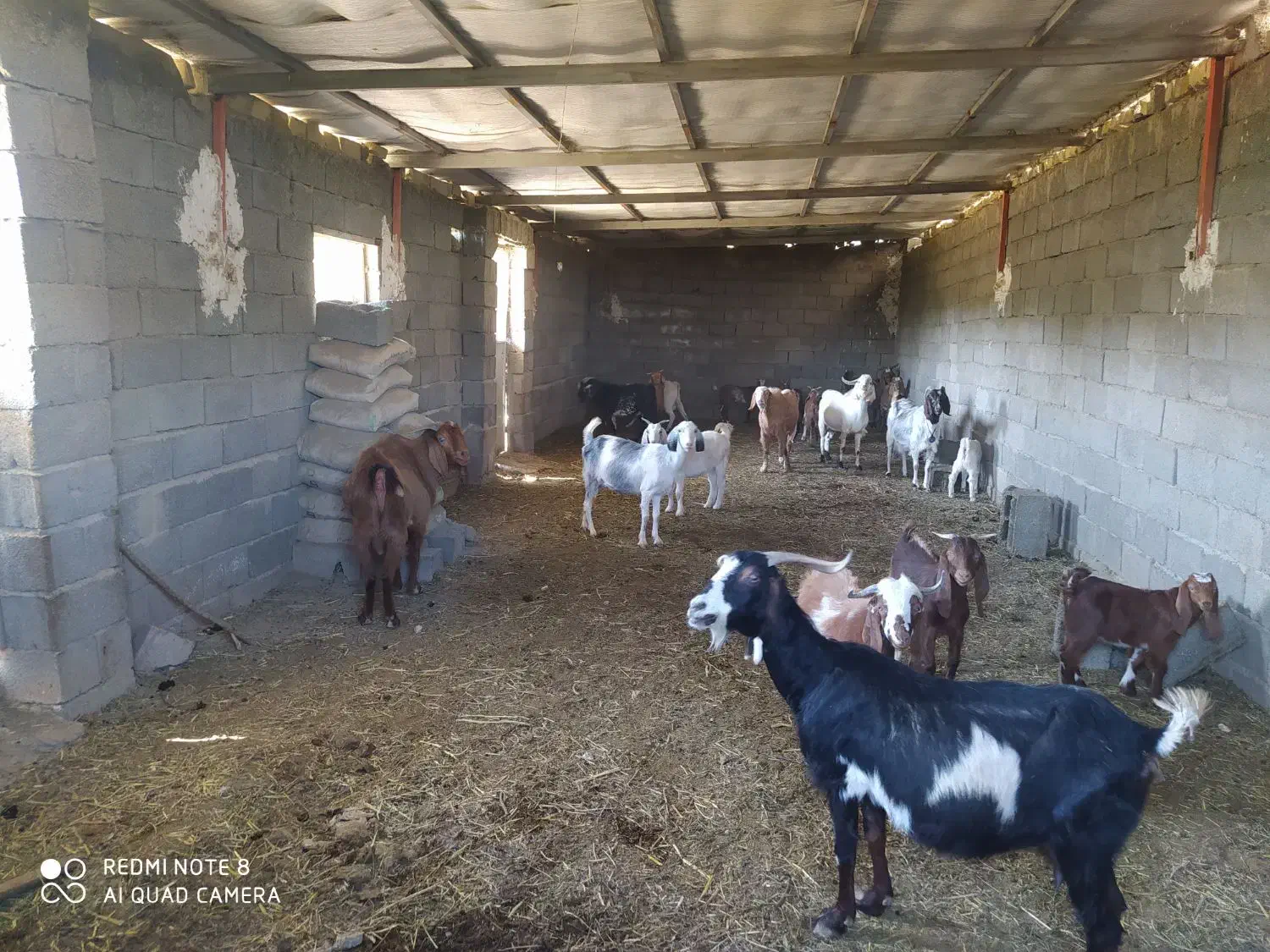 اجاره سالن پرورش قارچ|اجارهٔ دفتر صنعتی، کشاورزی، تجاری|رامجین, |دیوار