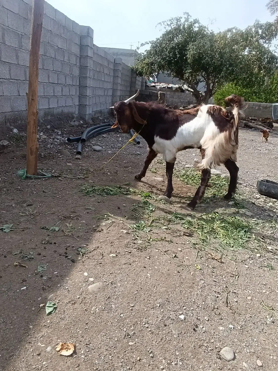 فروش نری  عالی|حیوانات مزرعه|میناب, |دیوار