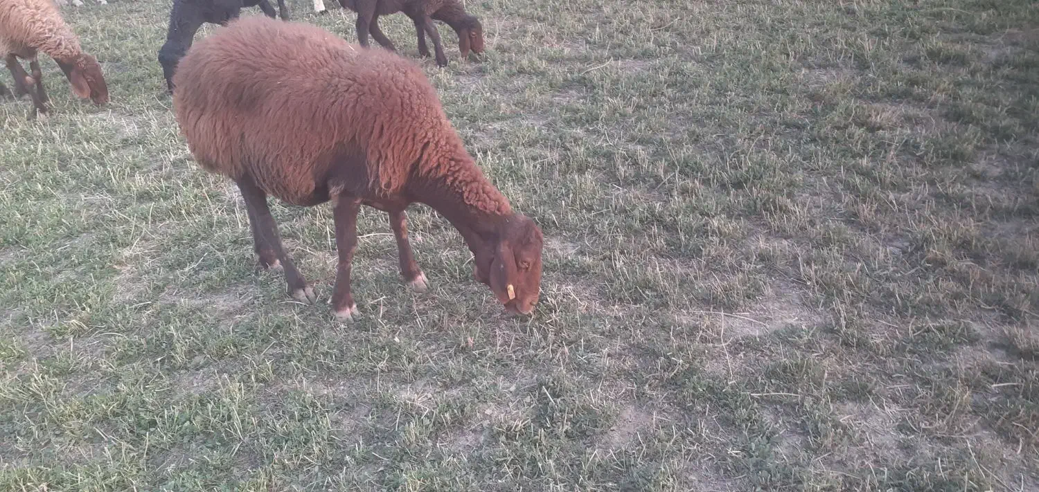 پنج راس میش و شیشک|حیوانات مزرعه|گلپایگان, |دیوار