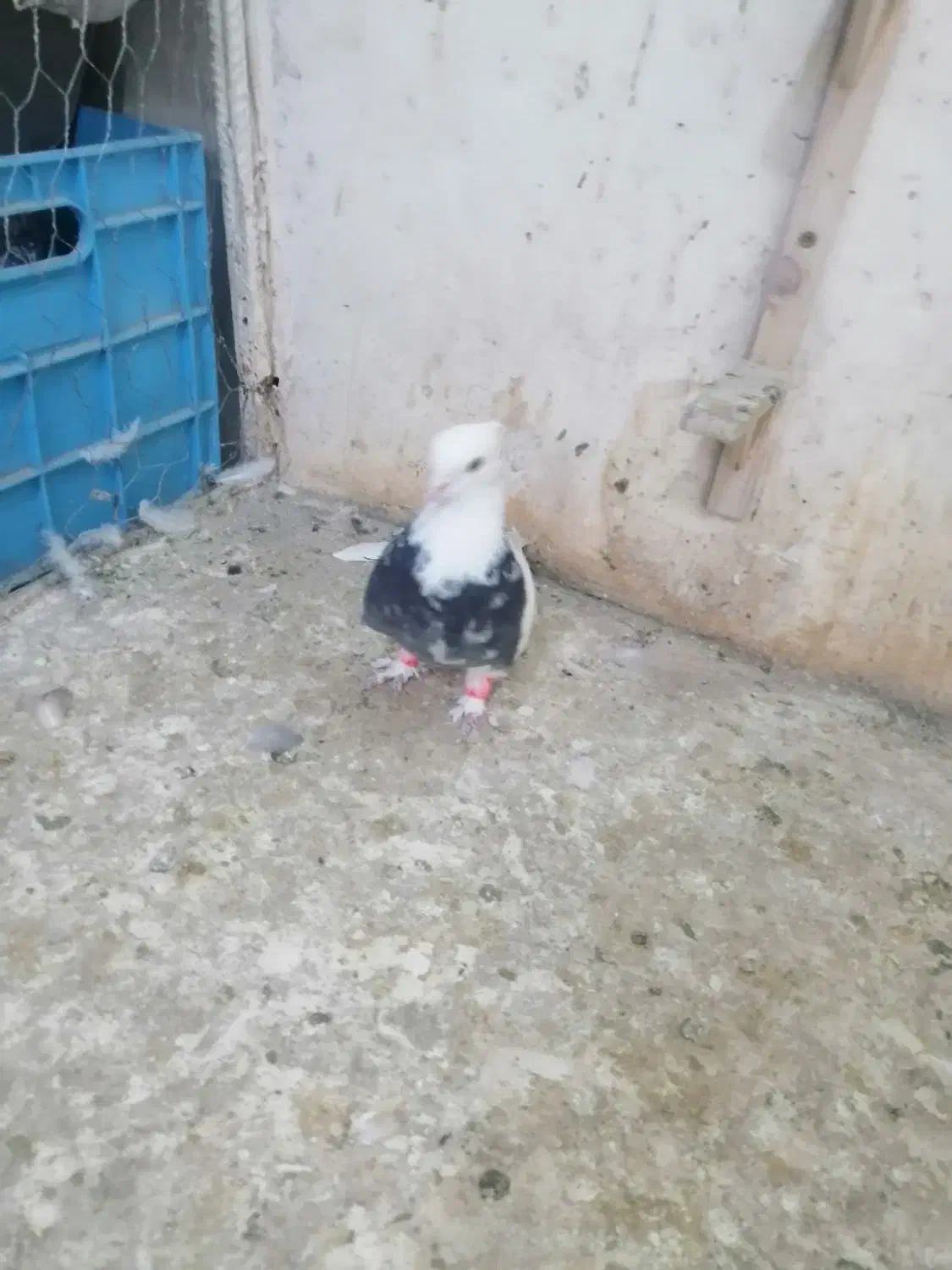 کفتر بوم کلاغ ساده دم سفید کله سینه سبز|پرنده|مشهد, توس (بلوار توس)|دیوار