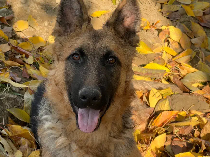 سگ ژرمن شپرد ماده|سگ|کرج, فاز ۲ مهرشهر|دیوار