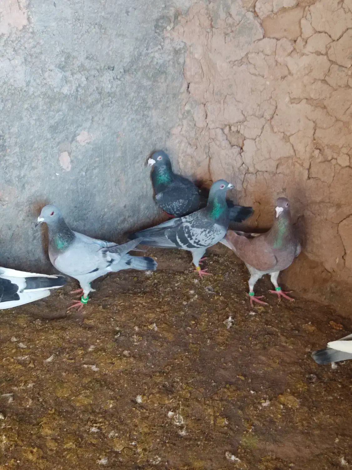 کفتر فروشی|پرنده|سده (خراسان جنوبی), |دیوار