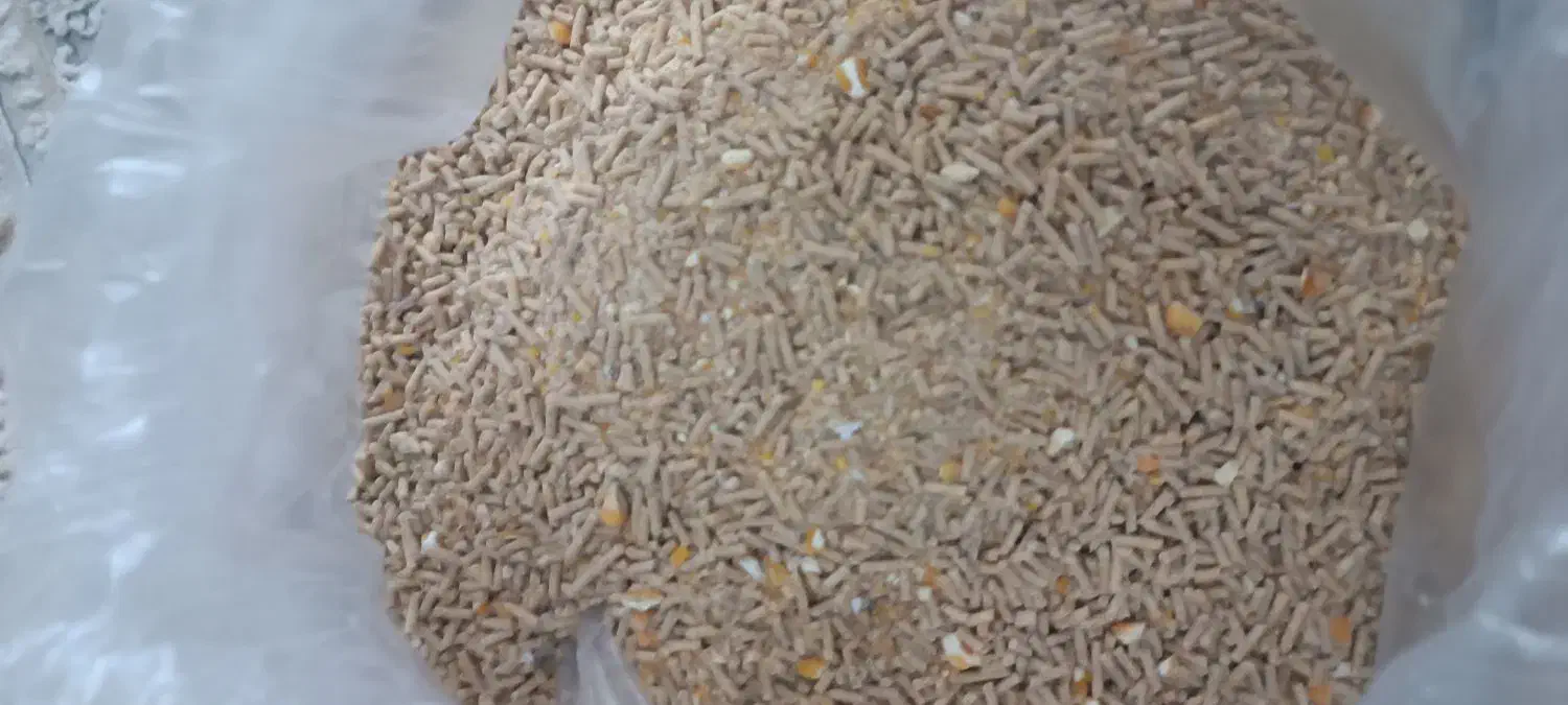 لوازم پرنده|لوازم جانبی حیوانات|قم, بنیاد|دیوار