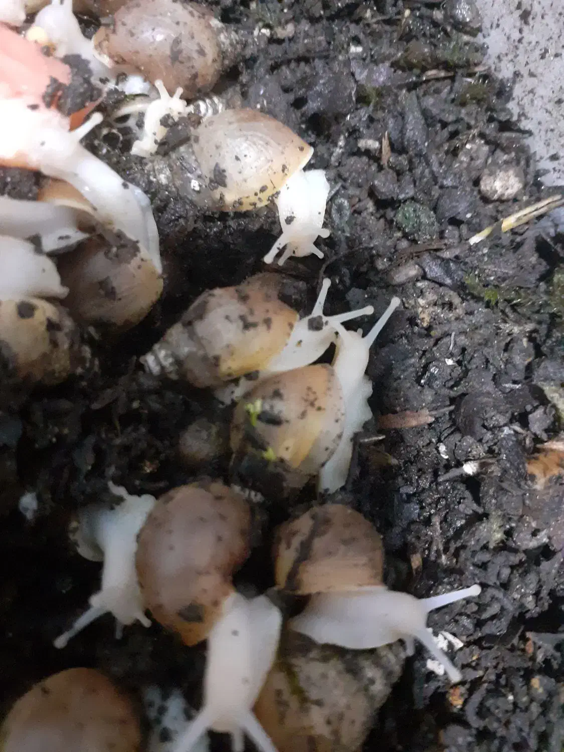 حلزون|خزنده|اردبیل, |دیوار