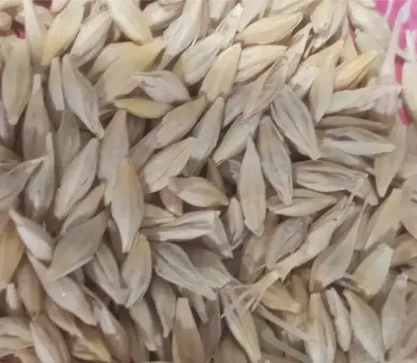 فروش جو بذری بوجار|عمده‌فروشی|بیرانوند, |دیوار