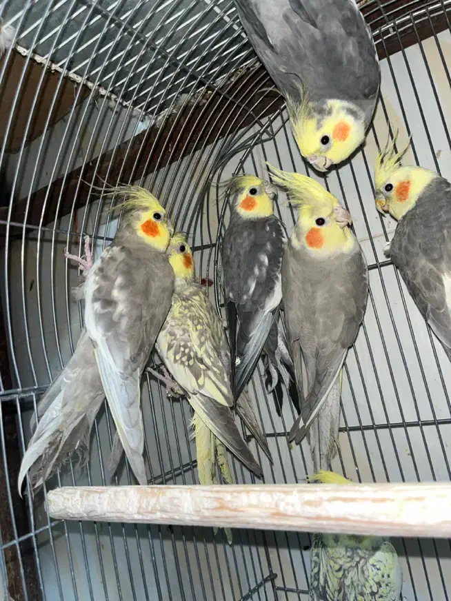 عروس هلندی نر و ماده|پرنده|زاهدان, |دیوار