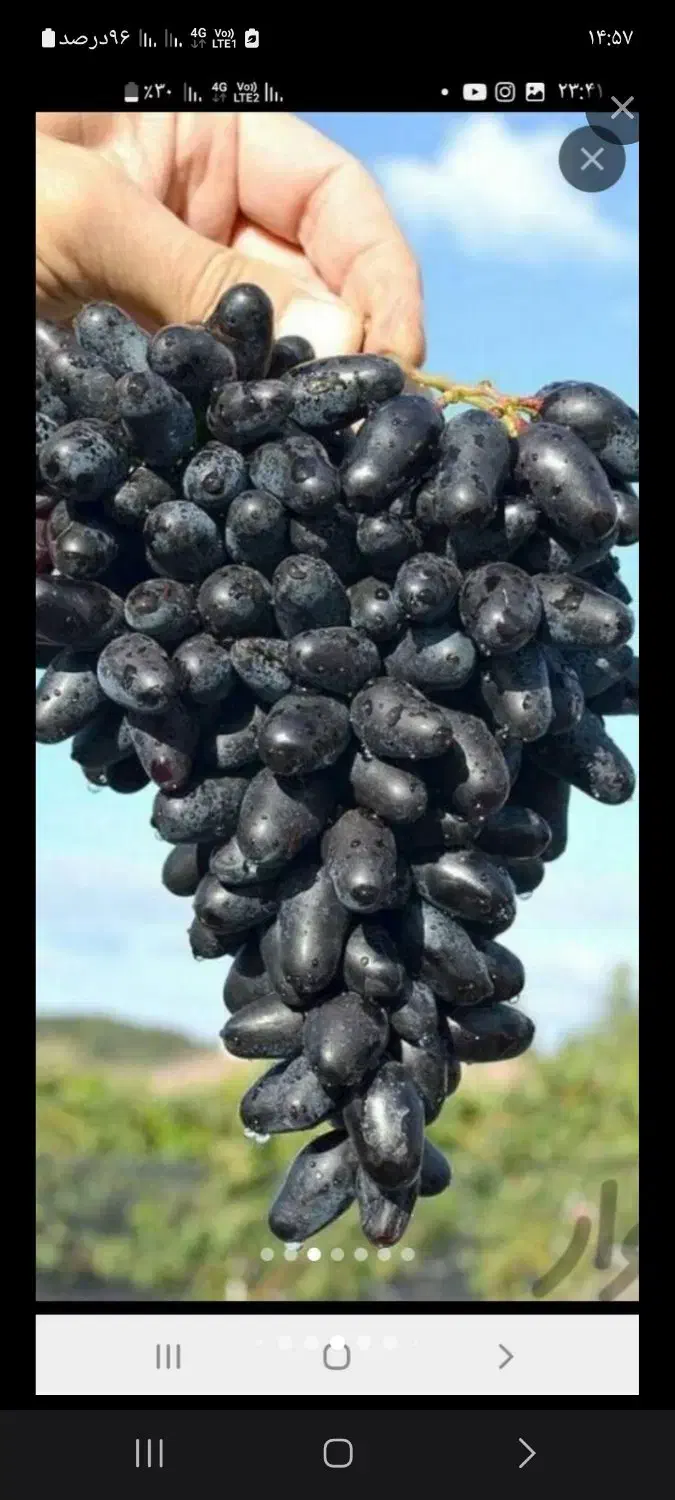 قلمه انگور|خوردنی و آشامیدنی|مشهد, فرخد|دیوار