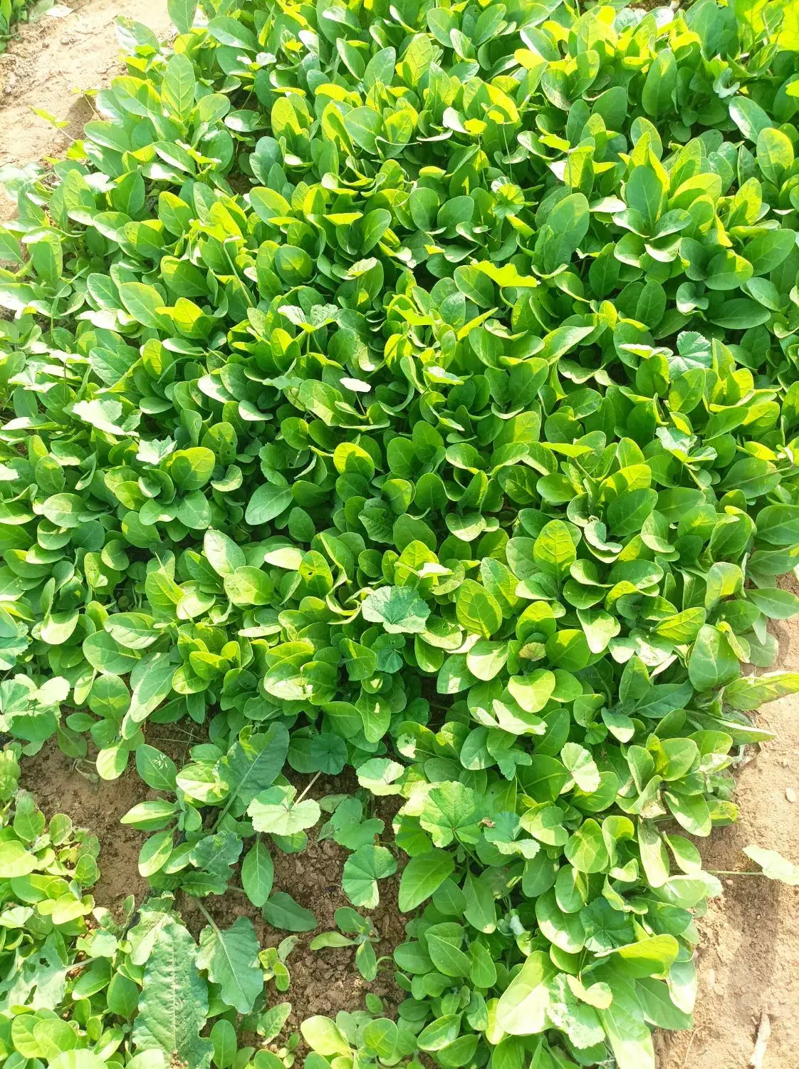 نشا «برگ قرمز »بنیاد کاکی(پزه )|خدمات باغبانی و درختکاری|کاکی, |دیوار