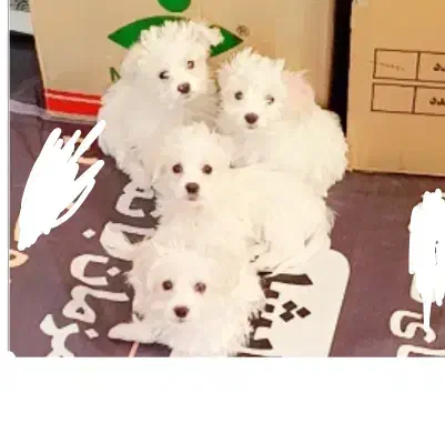 فروش توله سگ مالتیز پاکوتا حضوری|سگ|بردسیر, |دیوار
