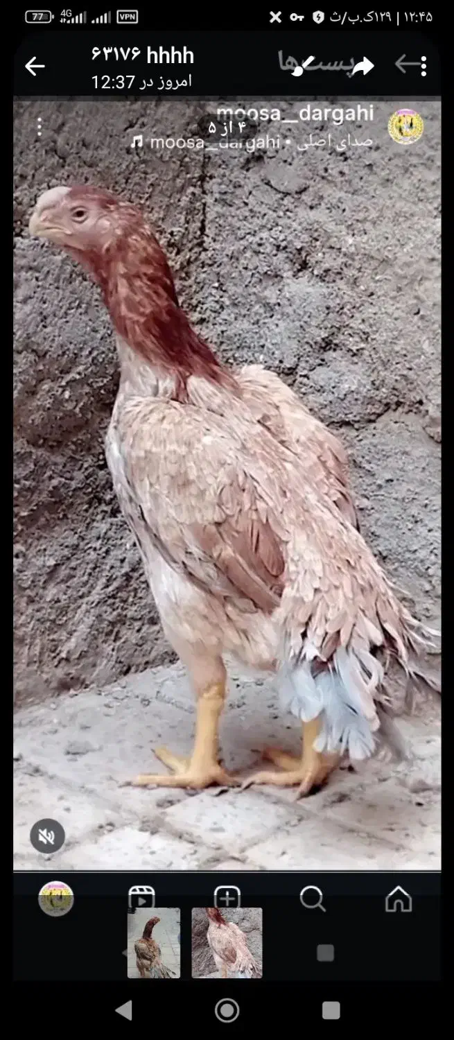 اوشامو گردن ویبره هندی نوک طوطی دم تاووسی|حیوانات مزرعه|بهارستان, |دیوار