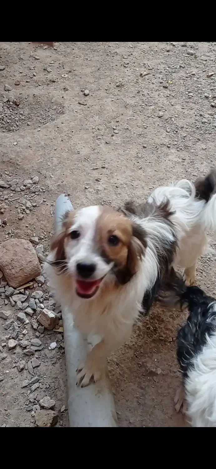 معاوضه با عروس هلندی|سگ|خمینی‌شهر, |دیوار