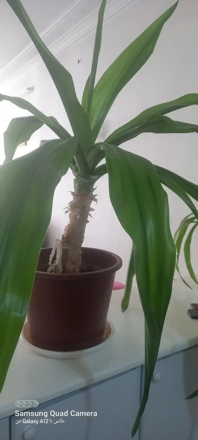 فروش سه گلدان سبز و سرحال|گل و گیاه طبیعی|صدرا-فارس, فاز ۱|دیوار