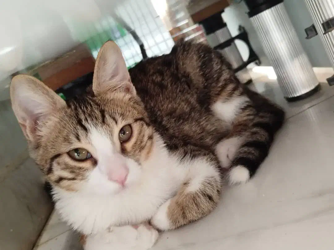 گربه شناسنامه دار 6 ماهه|گربه|اندیشه, اندیشه فاز ۱|دیوار