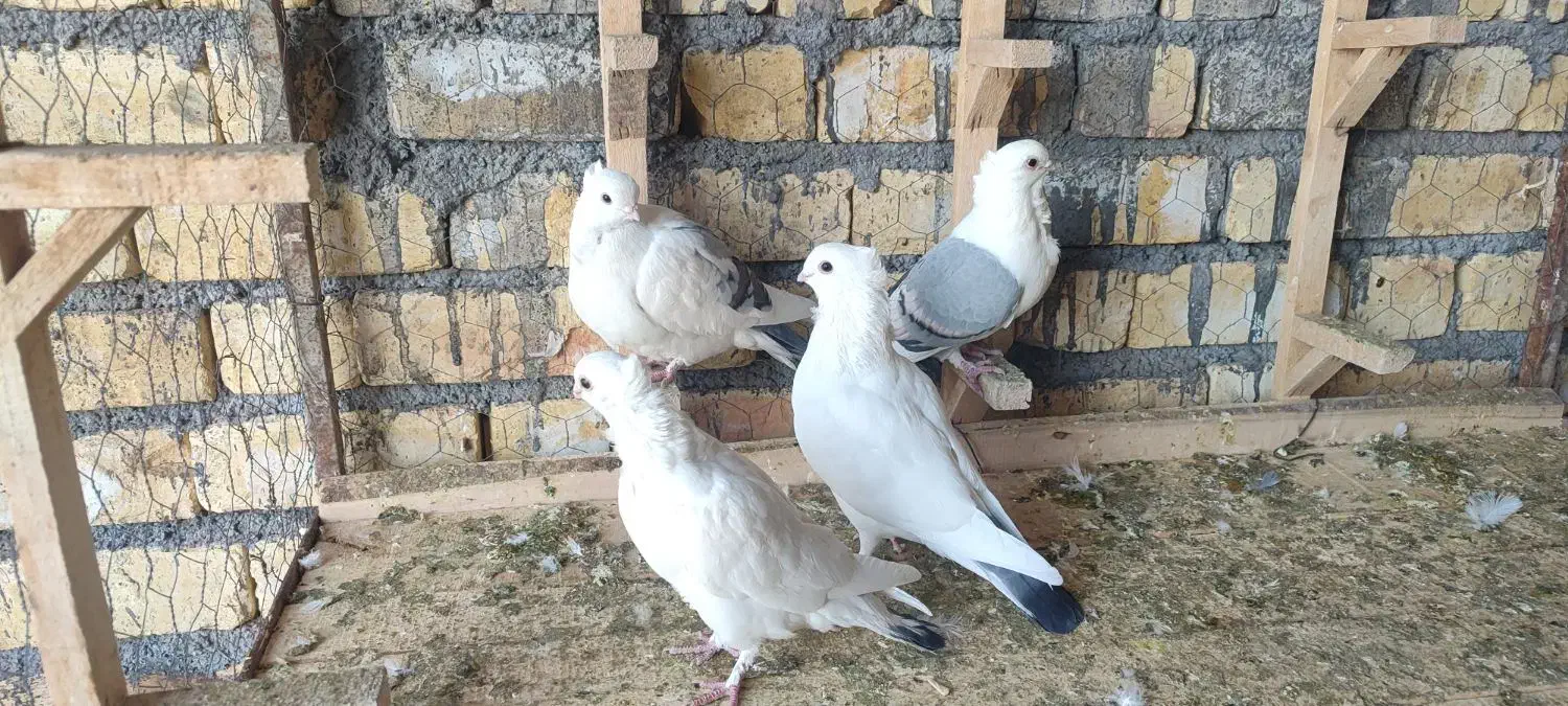 دوکت ساتن|پرنده|باغ بهادران, |دیوار