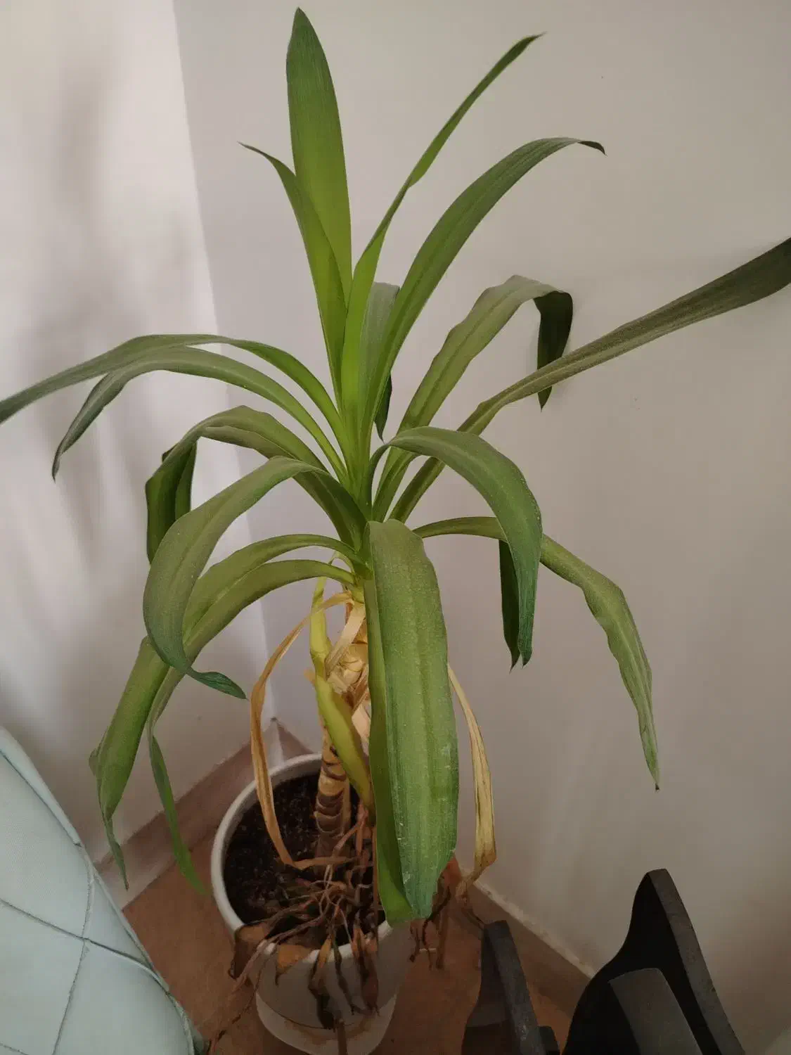 گل و گلدان زیبا یوکا|گل و گیاه طبیعی|جیرفت, |دیوار