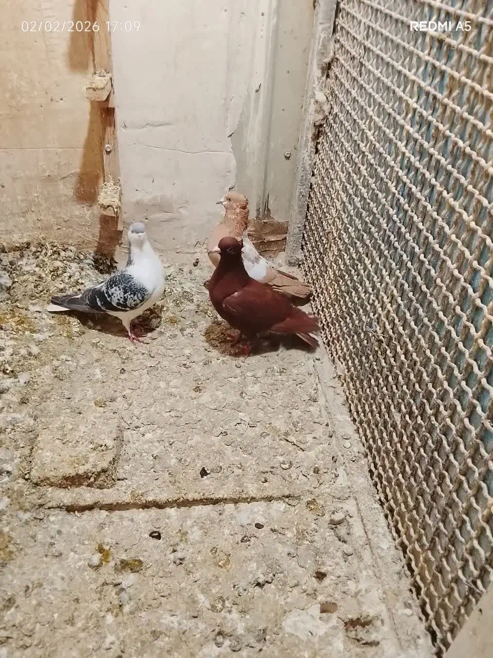 کفتر|پرنده|مشهد, ایثار|دیوار