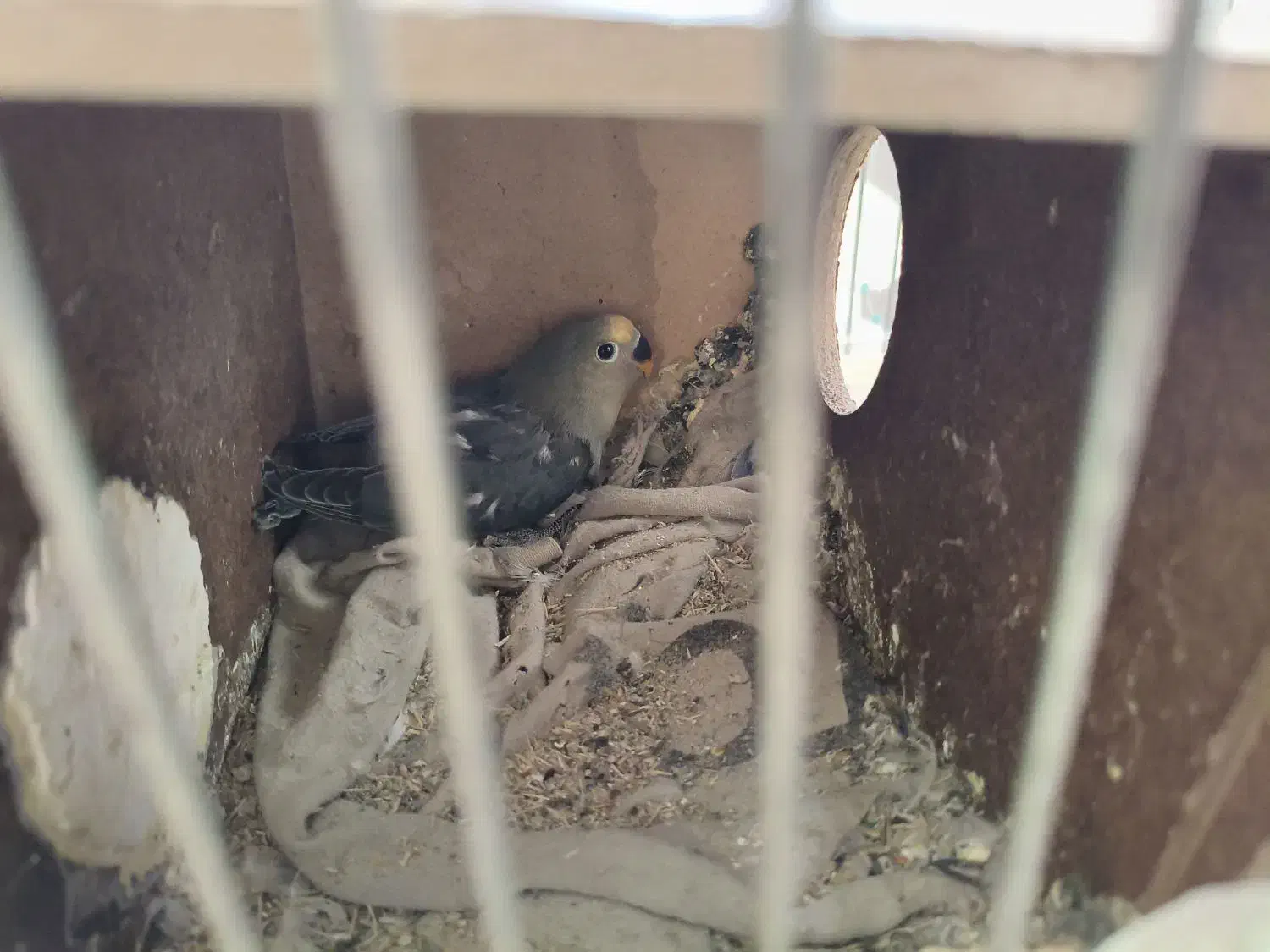 مولد طوطی برزیلی|پرنده|بومهن, |دیوار