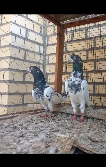 تیدی|پرنده|بندرلنگه, |دیوار