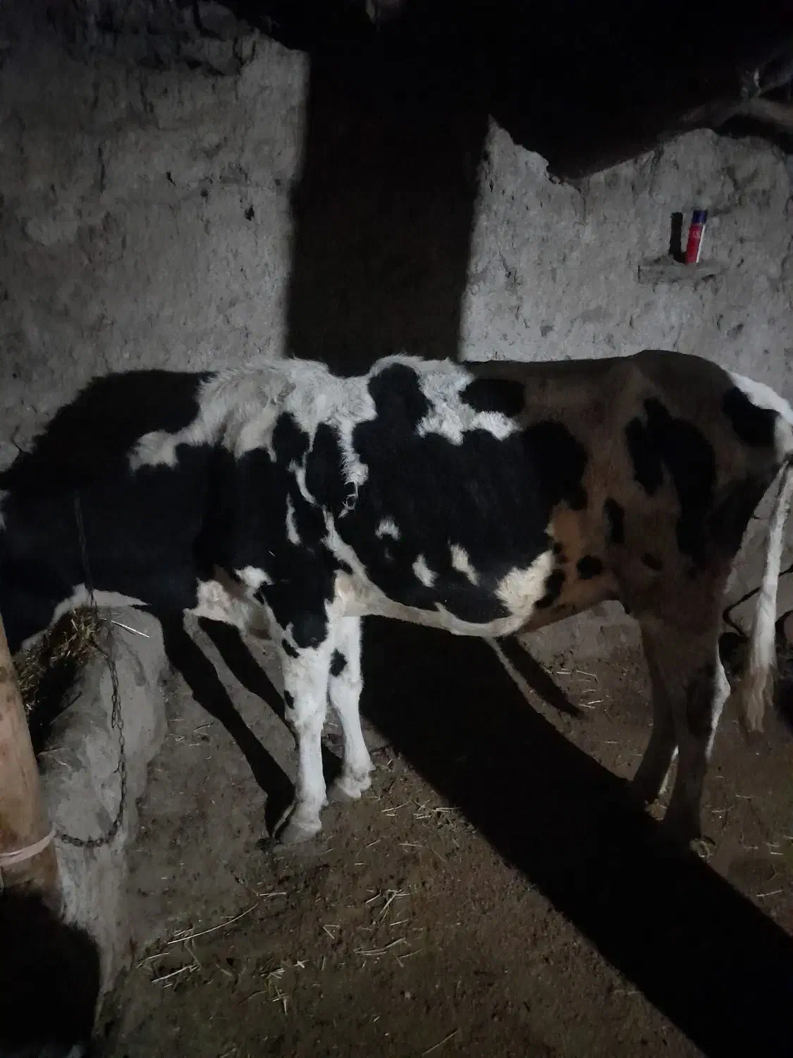 گاو هلند گوساله نره سمینتال|حیوانات مزرعه|مرادلو, |دیوار